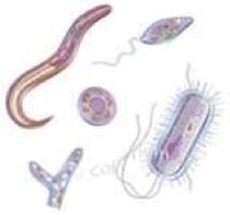 паразиты, живущие в организме человека